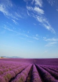 身？心？还是二者都被攻略了？！